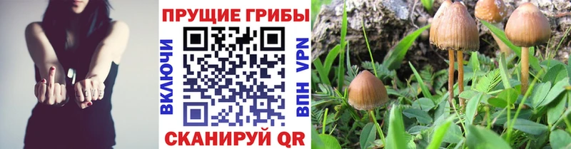 hydra ссылки Солнечногорск Псилоцибиновые грибы мухоморы цены